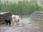 SX22238 Lamb and sheep crossing stone bridge.jpg